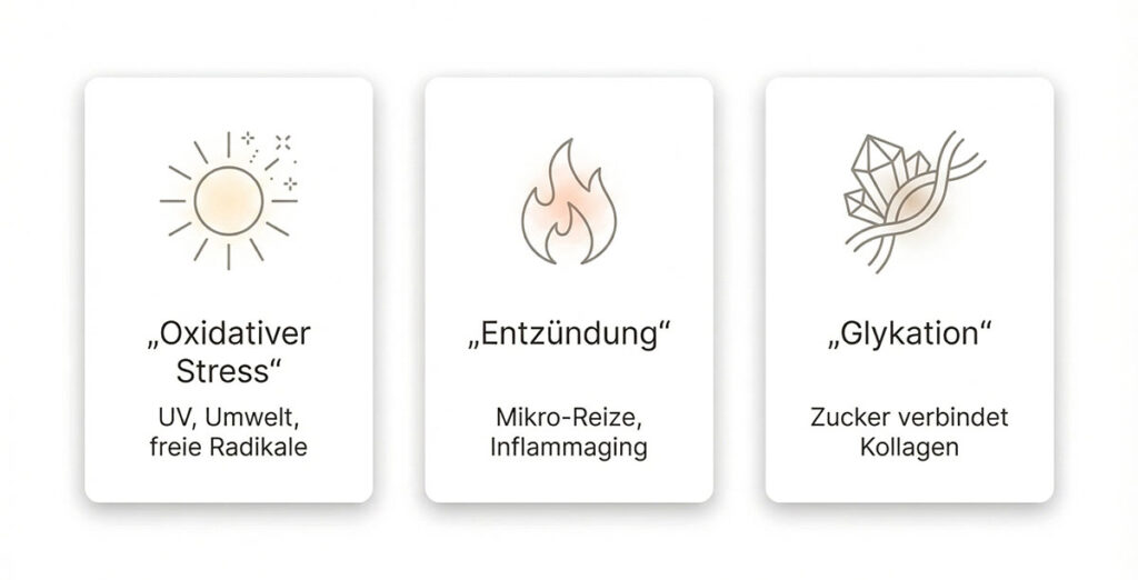 Infografik mit drei Karten: oxidativer Stress, Entzündung und Glykation als beeinflussbare Treiber der Hautalterung.